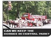 Can we keep the horses in Central Park