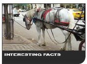 Interesting Carriage Horse Facts