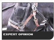 Expert Opinion